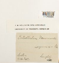 Entosthodon drummondii image