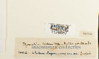 thumbnail image of current specimen