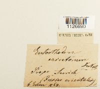 thumbnail image of current specimen