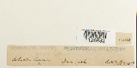 thumbnail image of current specimen