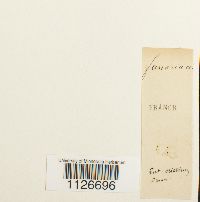 thumbnail image of current specimen