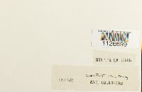 thumbnail image of current specimen
