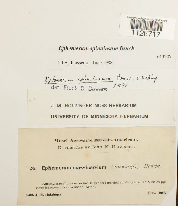 Ephemerum spinulosum image