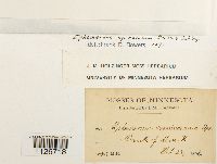 Ephemerum spinulosum image