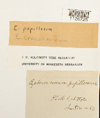Image of Ephemerum crassinervium