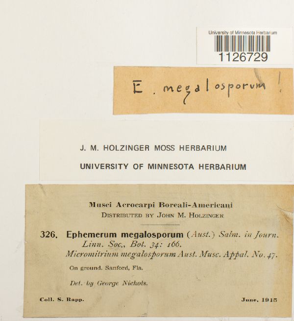 Micromitrium megalosporum image