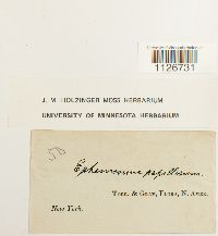 Image of Ephemerum papillosum