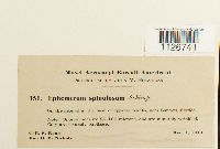 Ephemerum spinulosum image