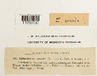 Image of Ephemerum sessile