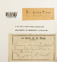 Image of Ephemerum asiaticum