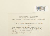 Ephemerum spinulosum image