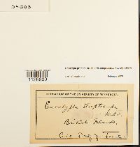 Encalypta procera image