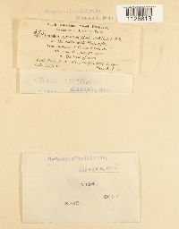 Entodon brevisetus image