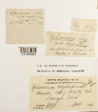 Micromitrium megalosporum image