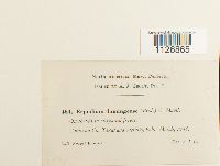 Media resource of Erpodium domingense