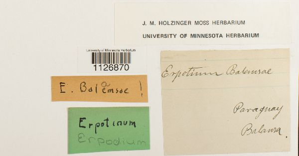 Erpodium glaziovii image