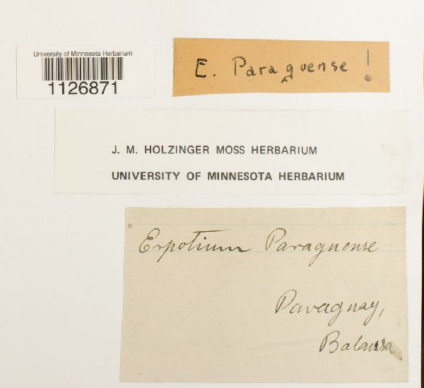 Erpodium paraguense image