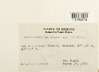 thumbnail image of current specimen