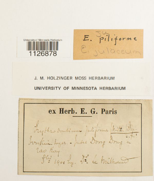 Erythrodontium image