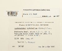 Eurhynchium pulchellum image