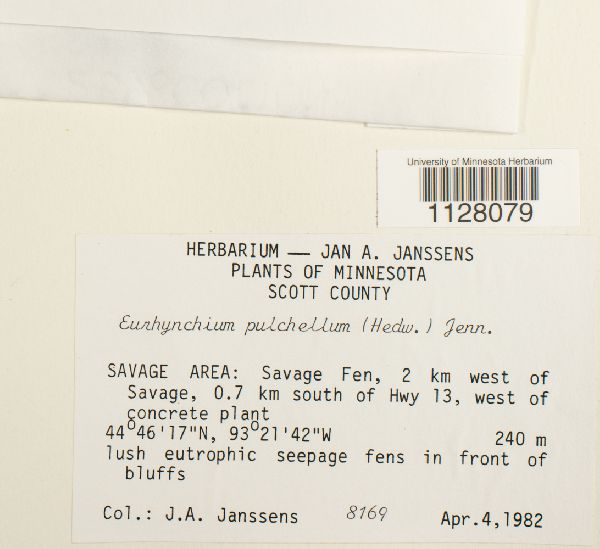 Eurhynchiastrum pulchellum image