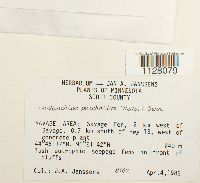 Media resource of Eurhynchiastrum pulchellum