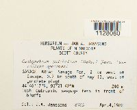 Eurhynchiastrum pulchellum image