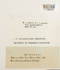 Eurhynchium hians image
