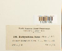Eurhynchium hians image