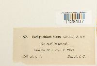 Eurhynchium hians image