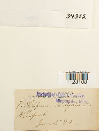 Eurhynchium oreganum image