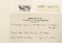 Eurhynchium oreganum image