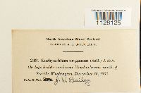 Eurhynchium oreganum image