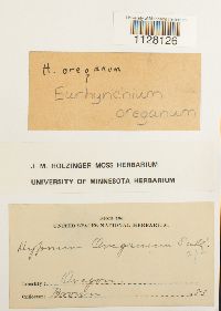 Eurhynchium oreganum image