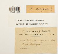 Eurhynchium oreganum image