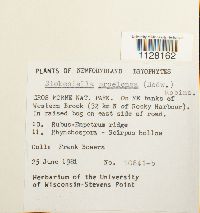 Eurhynchium praelongum image
