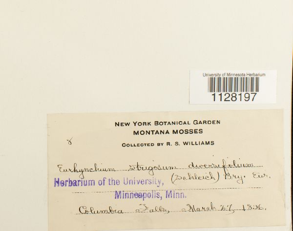 Eurhynchium image