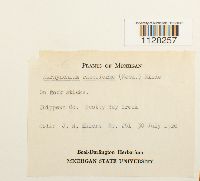 Platyhypnidium riparoides image