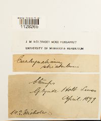 thumbnail image of current specimen