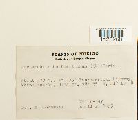 thumbnail image of current specimen