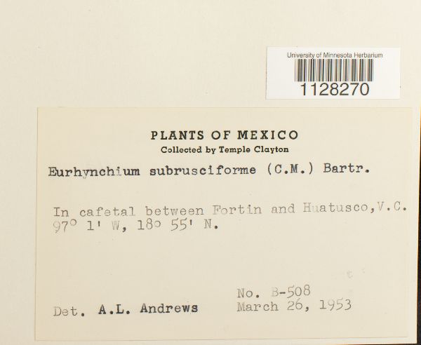 Eurhynchium subrusciforme image