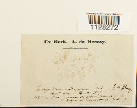 thumbnail image of current specimen