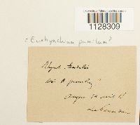 Image Associated With the Occurrence