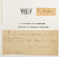 Image Associated With the Occurrence