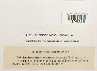 Eurhynchium striatum image