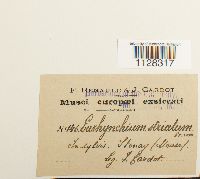 Eurhynchium striatum image