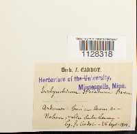 Eurhynchium striatum image