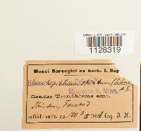 Eurhynchium striatum image