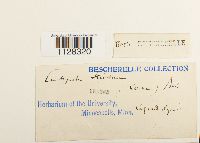 Eurhynchium striatum image