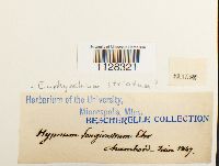 Eurhynchium striatum image